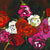 Black Rose 1 | Canvas Wall Art-Canvas Wall Art-Jack and Jill Boutique