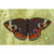 Buckeye Butterfly | Canvas Wall Art-Canvas Wall Art-Jack and Jill Boutique