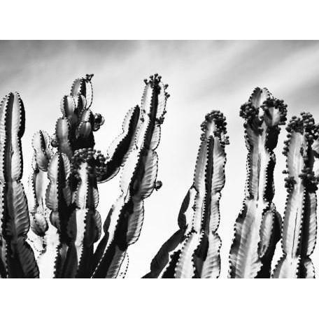 Cactus - Monochrome | Canvas Wall Art-Canvas Wall Art-Jack and Jill Boutique