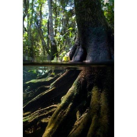 Swamp Tree | Canvas Wall Art-Canvas Wall Art-Jack and Jill Boutique