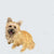 Good Boy Cairn Terrier Canvas Wall Art-Canvas Wall Art-10x10-Jack and Jill Boutique