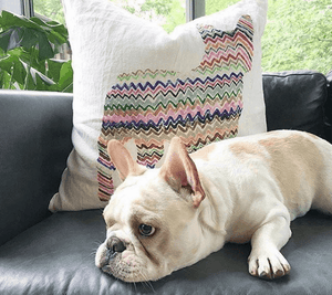 Zig Zag Frenchie - Pillow-Pillow-Jack and Jill Boutique