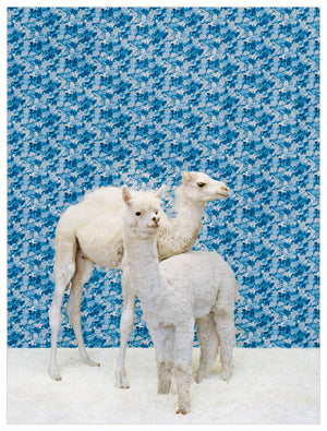 Camel and Llama on Blue Wall Art-Wall Art-Jack and Jill Boutique