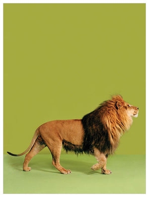 Lion on Green Wall Art-Wall Art-Jack and Jill Boutique