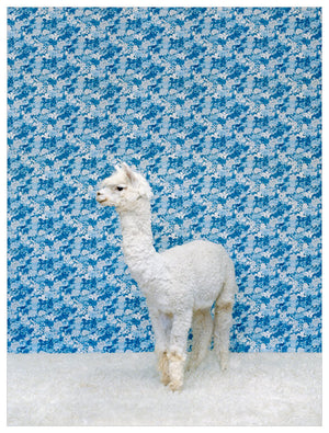 Llama on Blue Wall Art-Wall Art-Jack and Jill Boutique