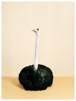 Ostrich On Yellow Wall Art-Wall Art-Jack and Jill Boutique