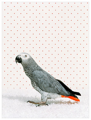 Parrot on White Wall Art-Wall Art-Jack and Jill Boutique