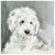 Sweet Pups - Golden Doodle Wall Art-Wall Art-Jack and Jill Boutique